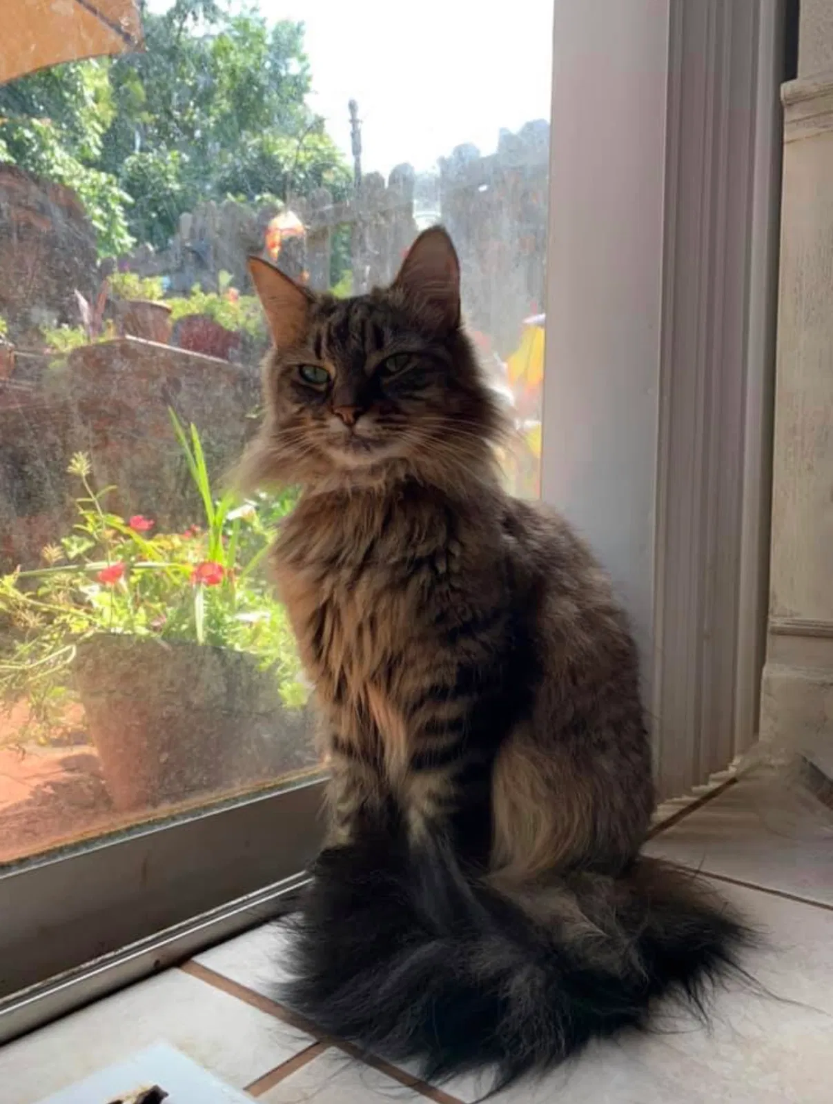 Lost cat in Marietta, GA, 30060