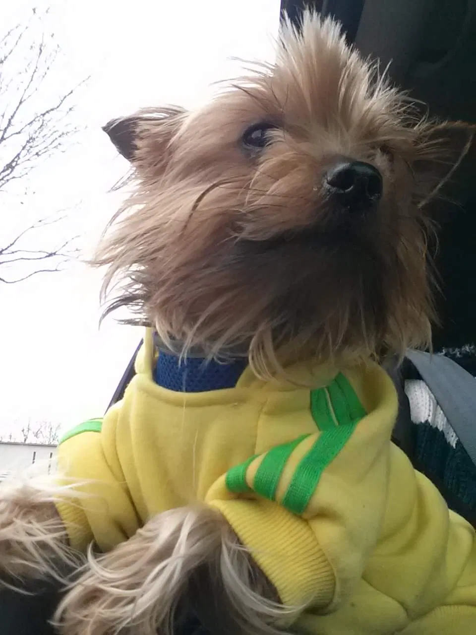 Lost dog in Huntington, WV, 25701