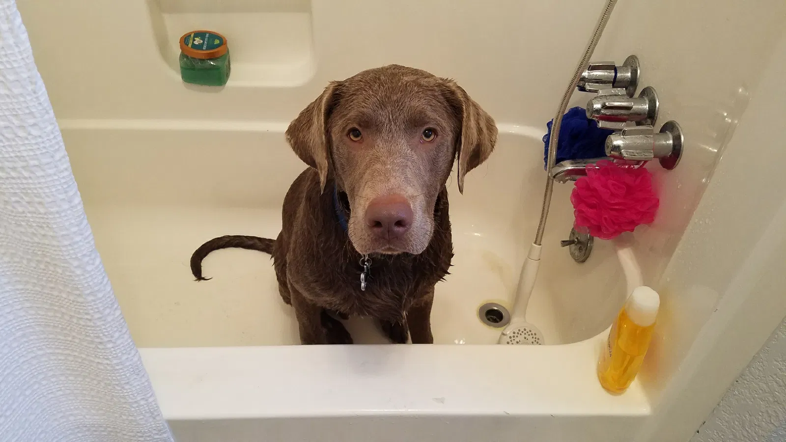 Lost dog in Elm Mott, TX, 76640