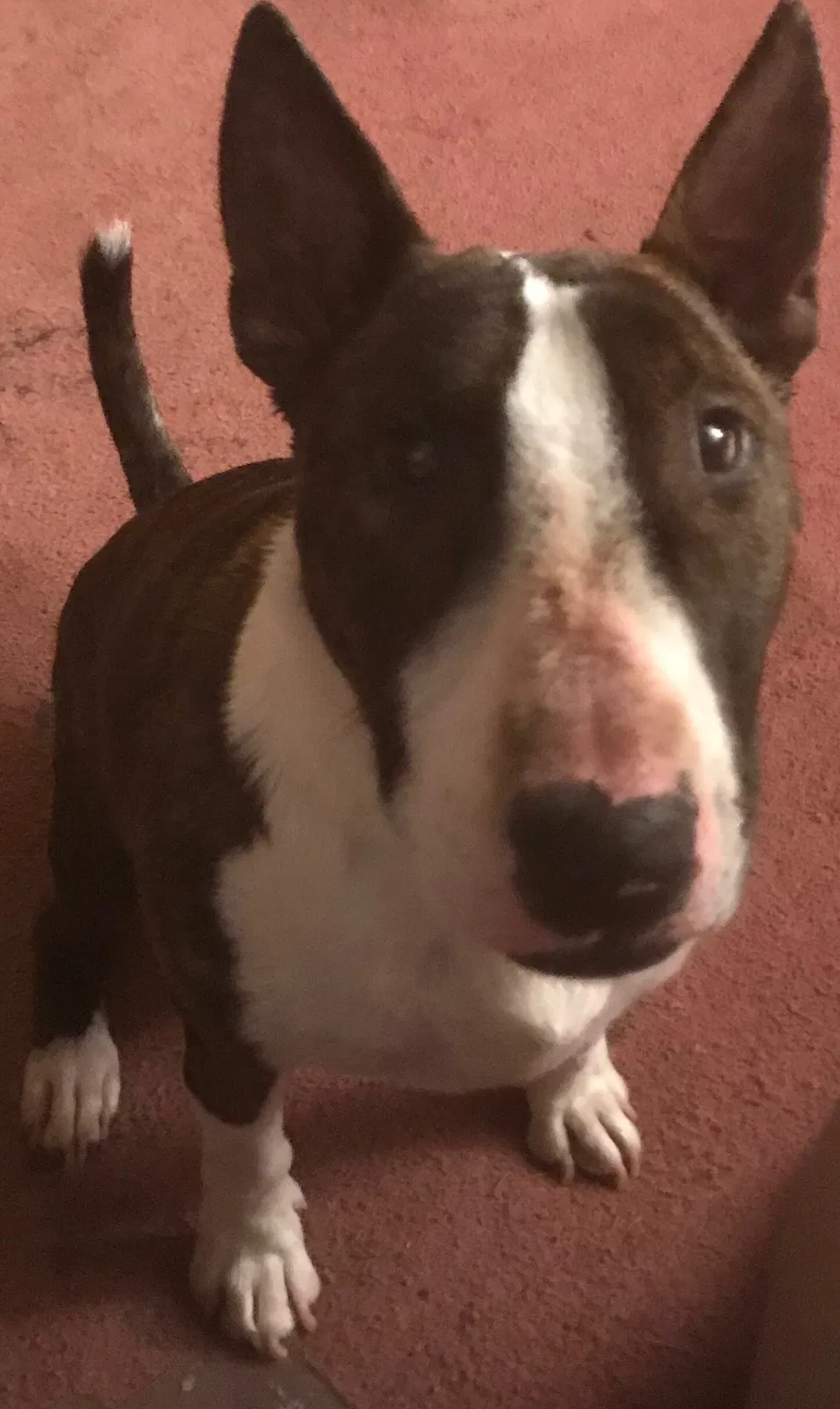 Lost dog in Toledo, OH, 43609