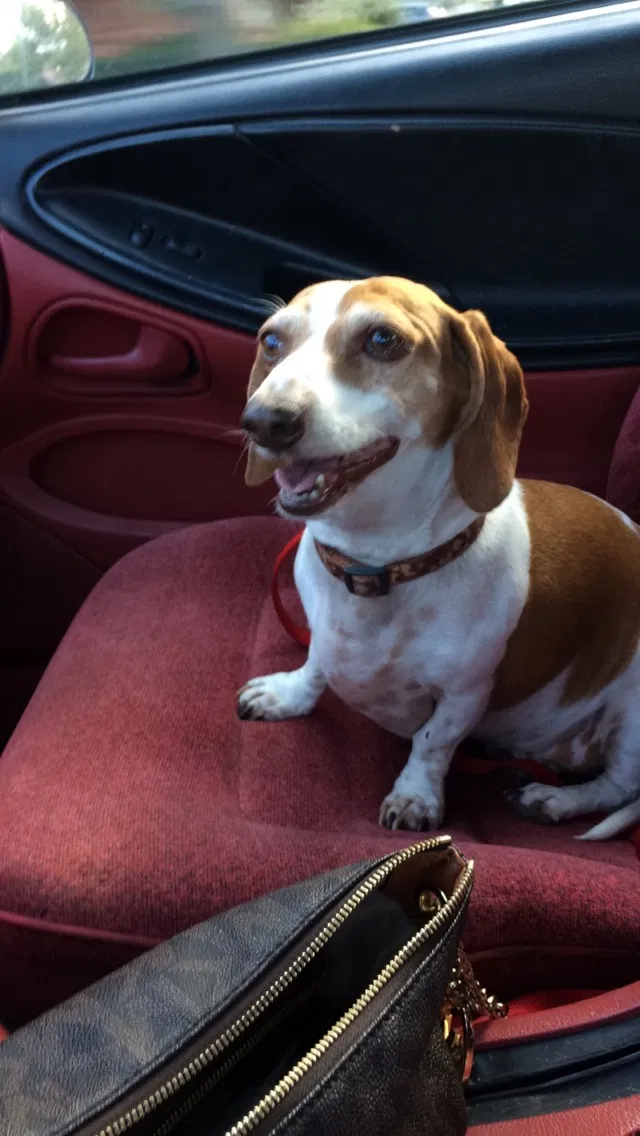 Lost dog in Lubbock, TX, 79407