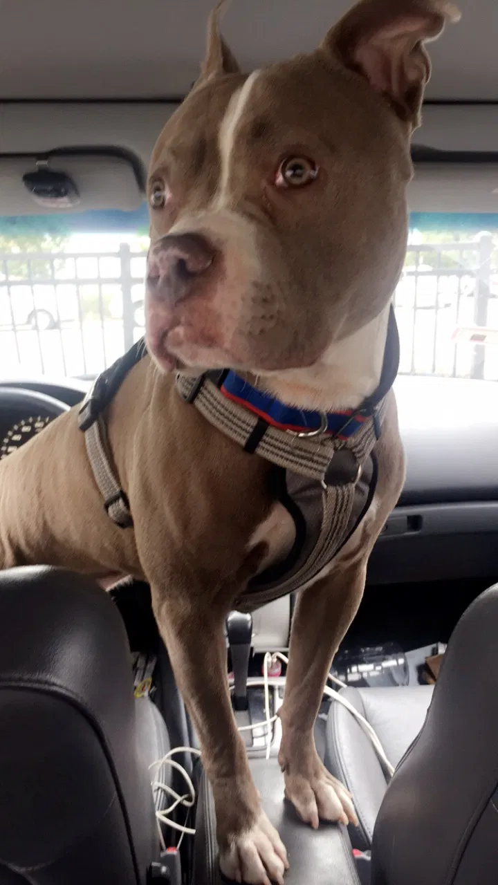 Lost dog in Chicago, IL, 60641