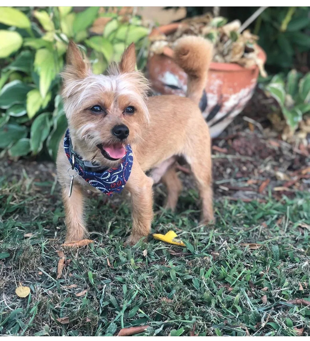 Lost dog in Upper Marlboro, MD, 20772