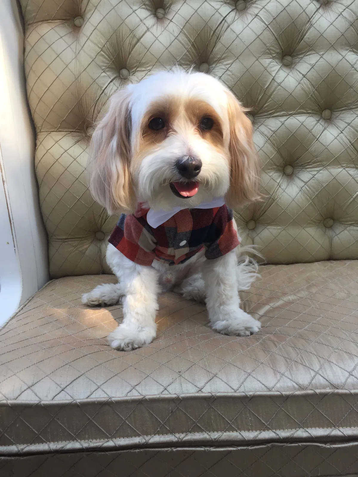 Lost dog in Avondale, AZ, 85392