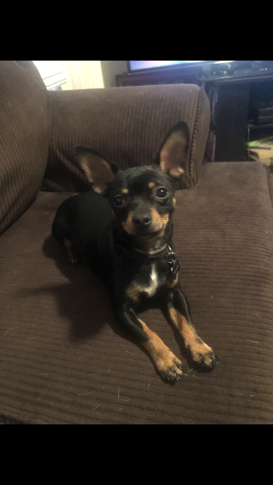 Lost dog in Cleburne, TX, 76033