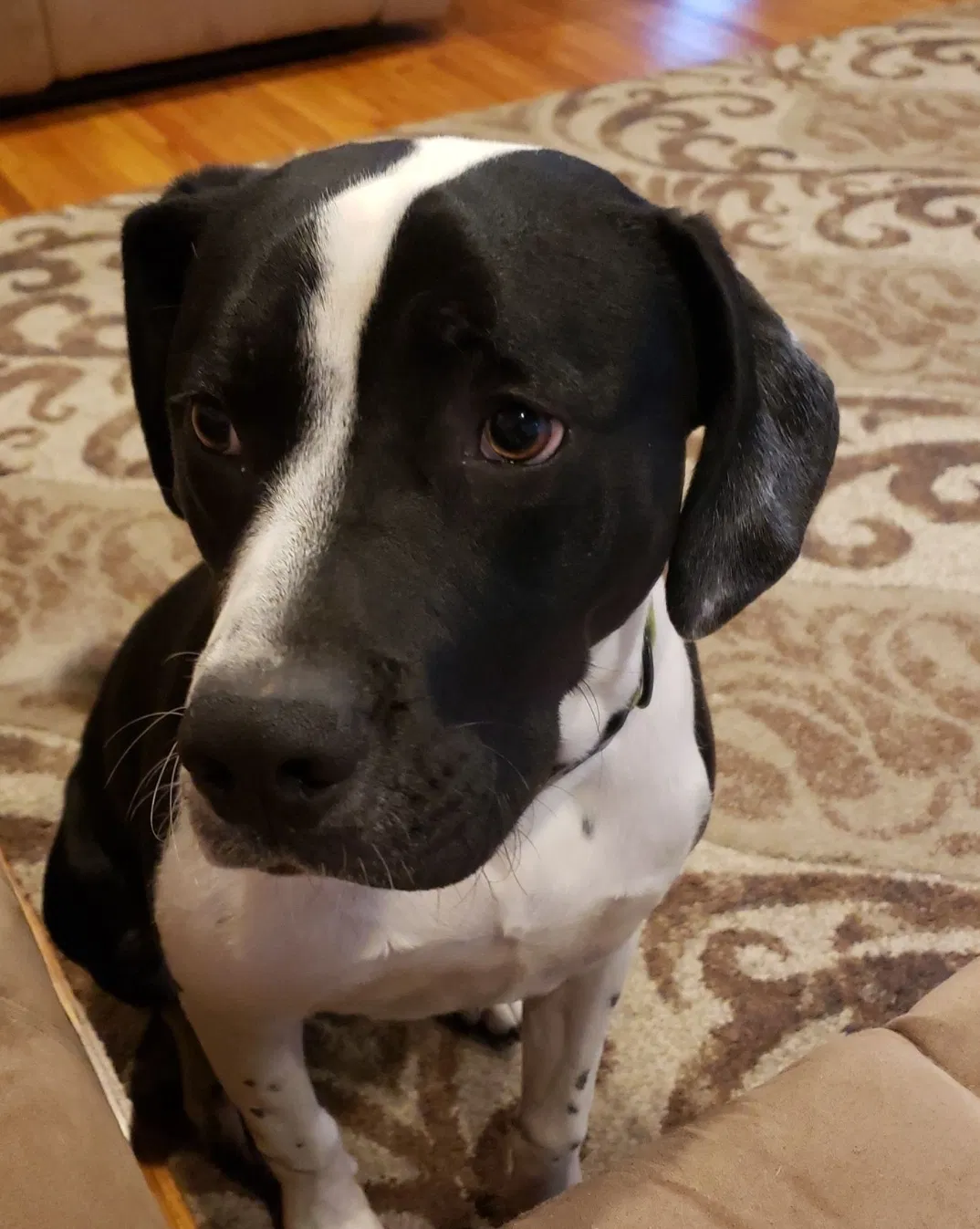 Lost dog in Toledo, OH, 43605