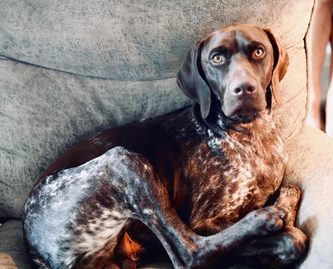 Lost dog in Von Ormy, TX, 78073