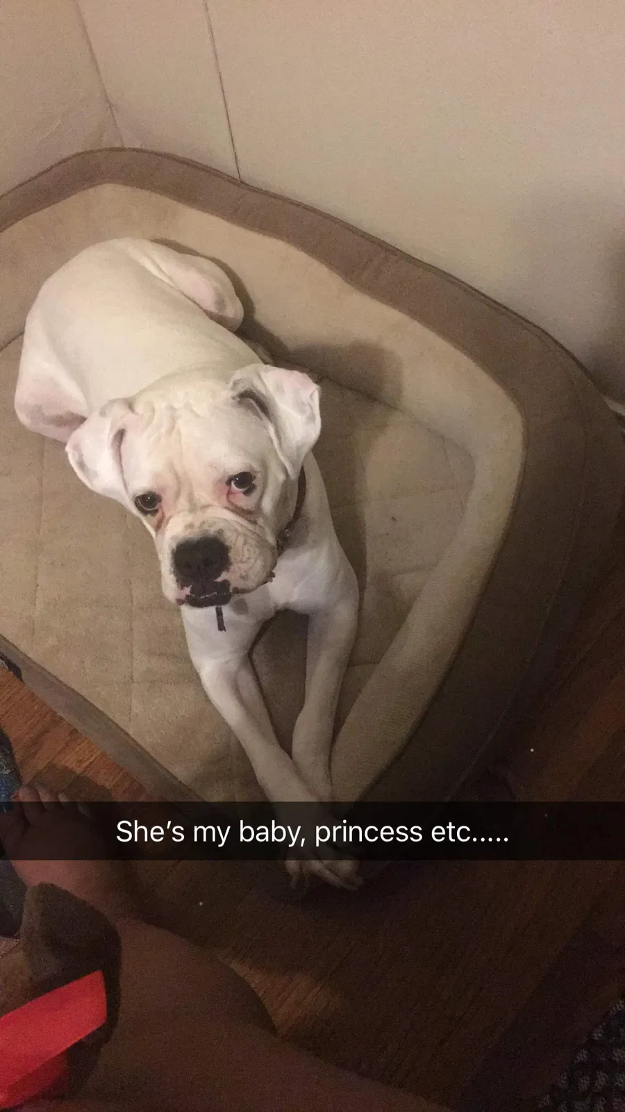Lost dog in Little Rock, AR, 72206