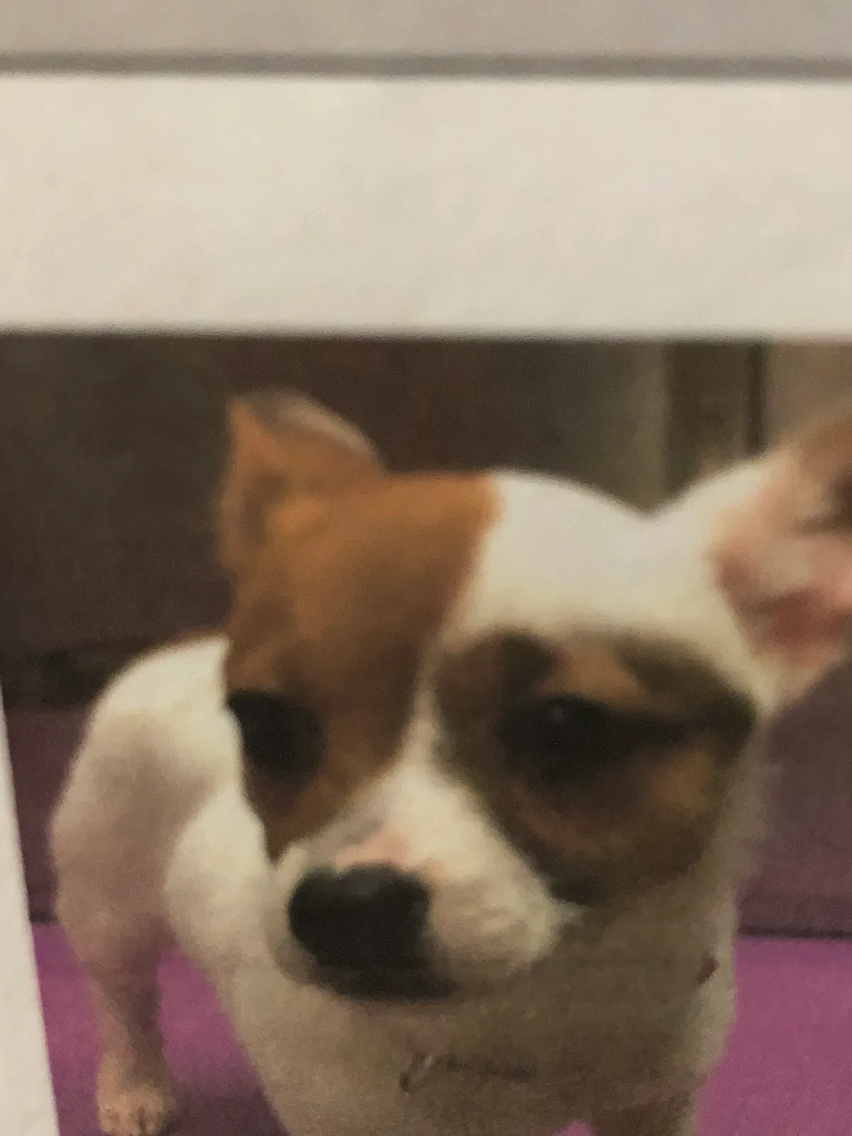 Lost dog in Chesapeake, VA, 23325