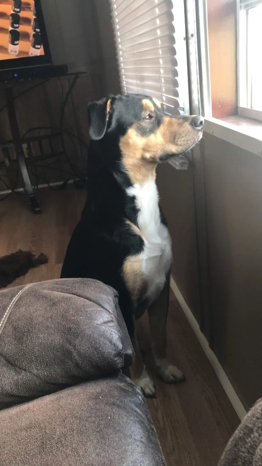 Lost dog in Blaine, TN, 37709