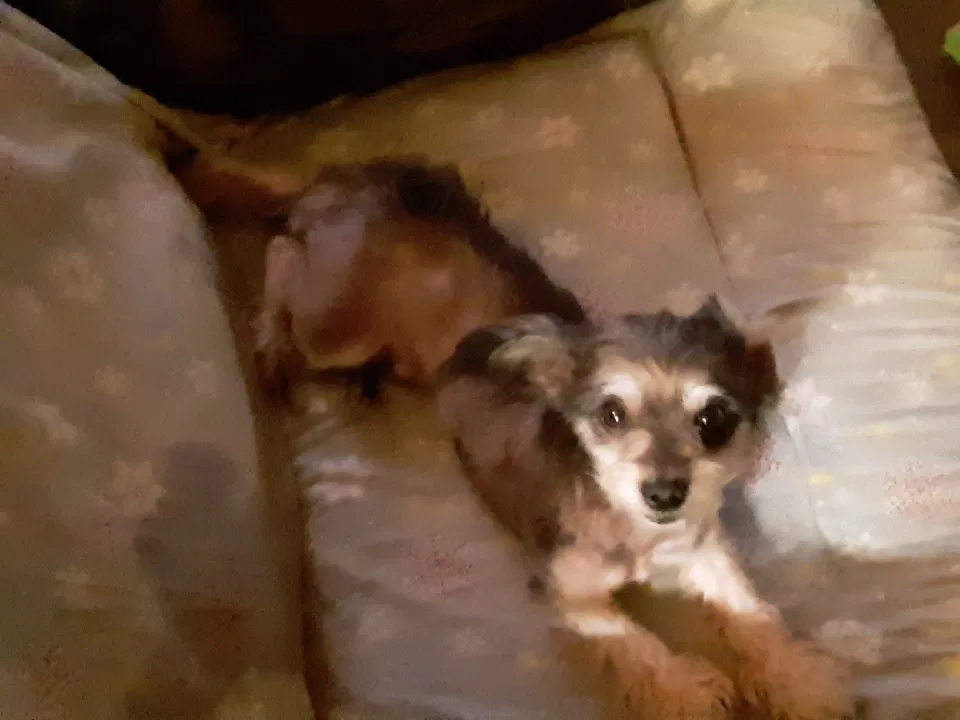 Lost dog in Lubbock, TX, 79413