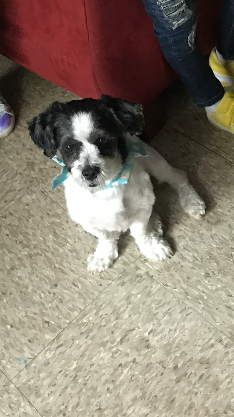 Lost dog in Washington, DC, 20024