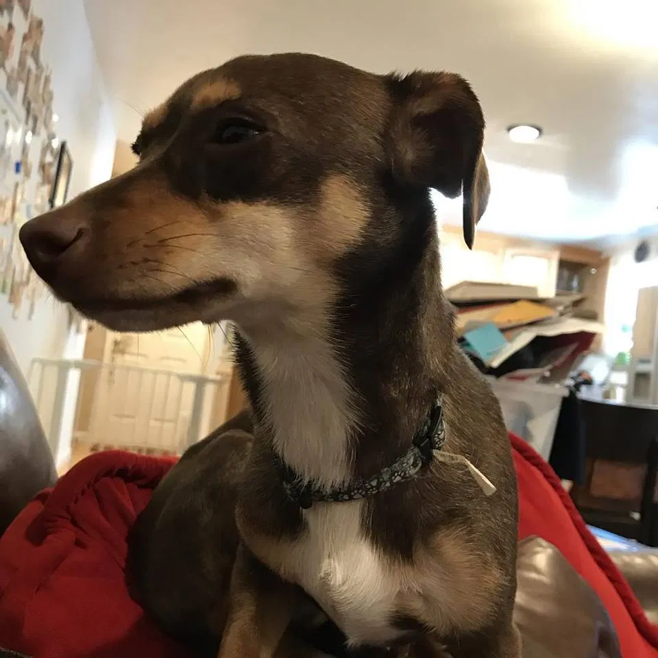 Lost dog in Redwood City, CA, 94061