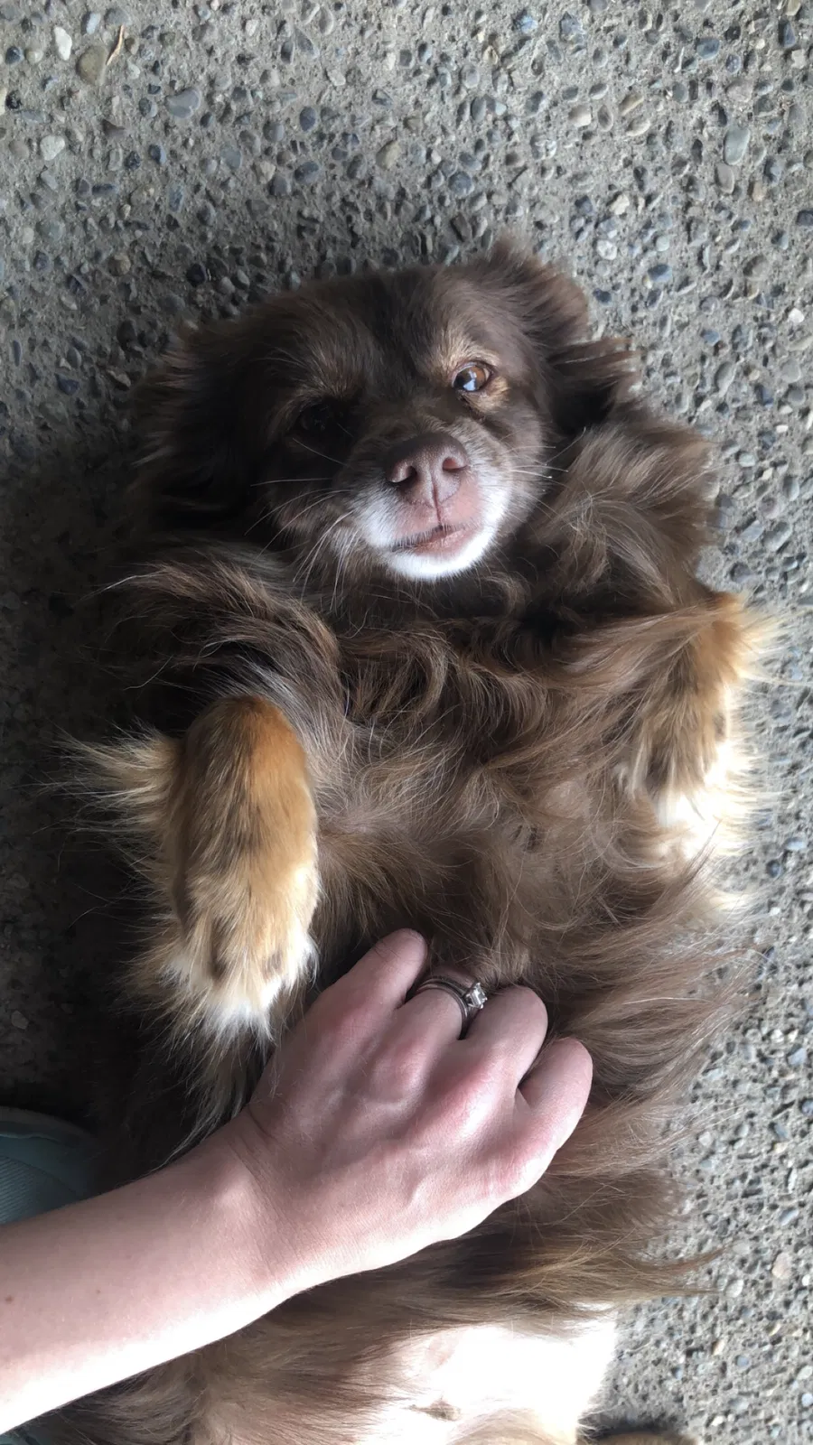 Lost dog in Orting, WA, 98360