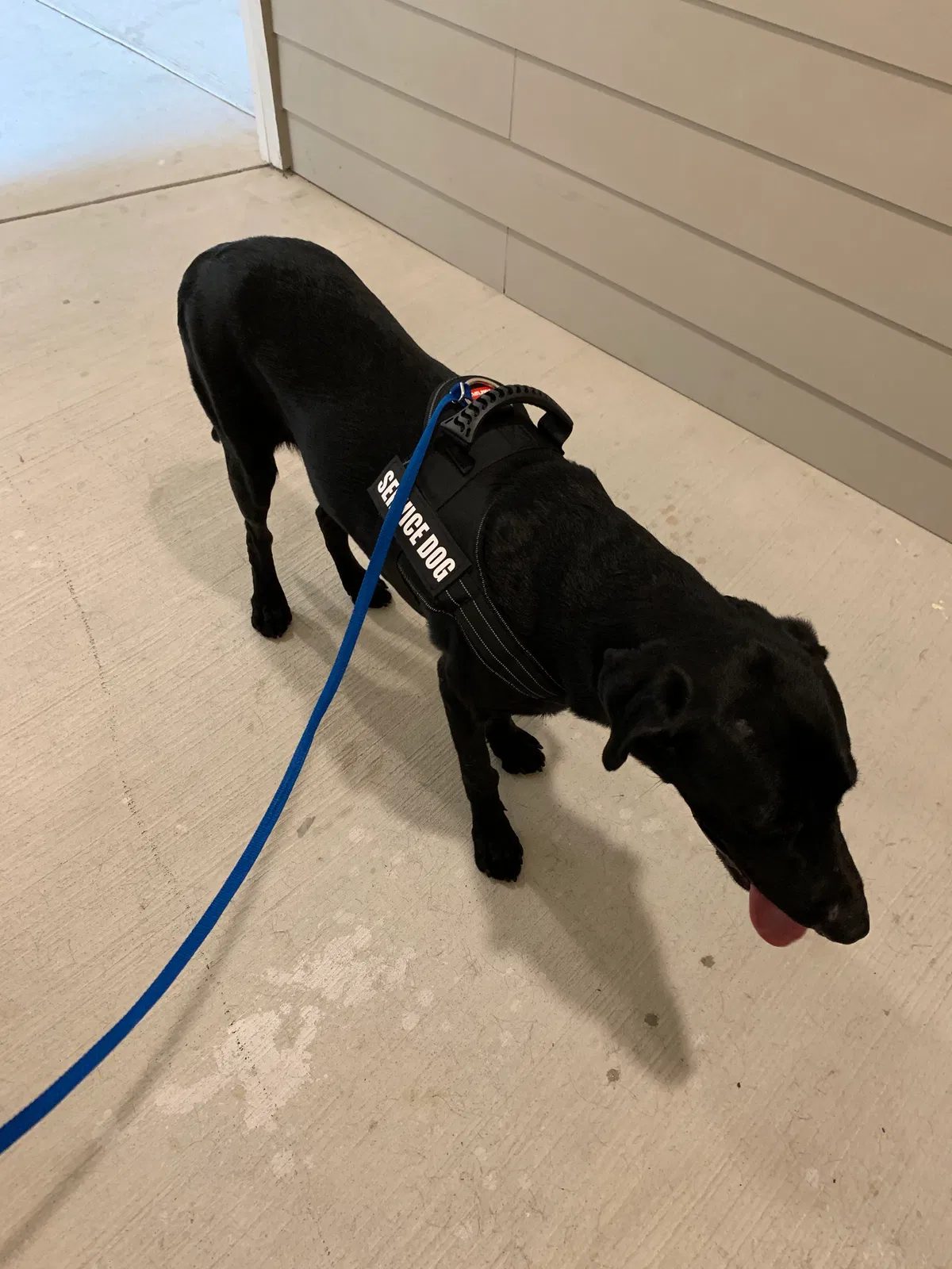 Lost dog in Roanoke, TX, 76262