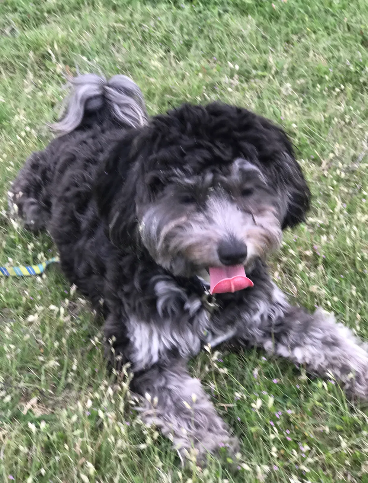 Lost dog in Dallas, TX, 75229