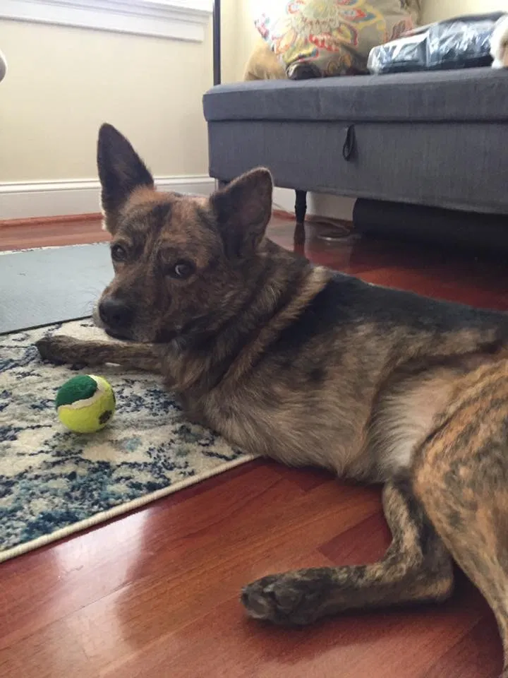 Lost dog in Crozet, VA, 22932