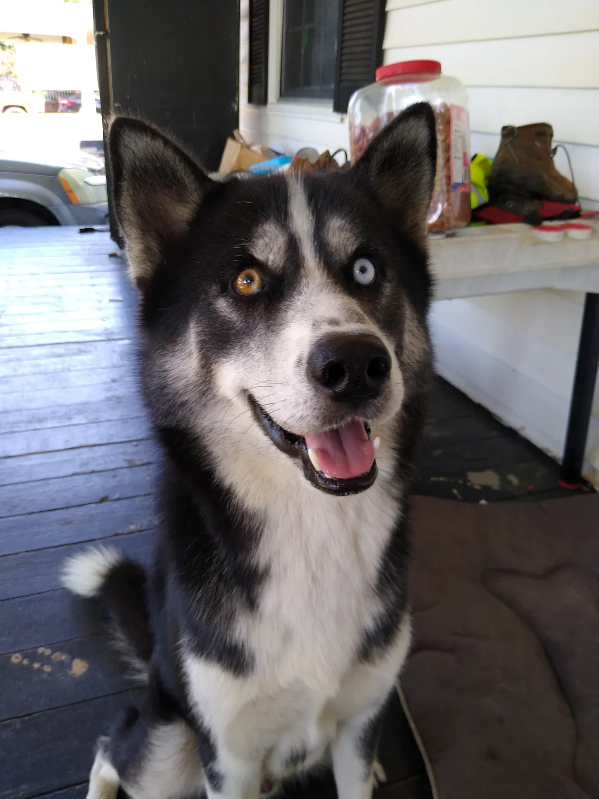 Lost dog in Rome, GA, 30161