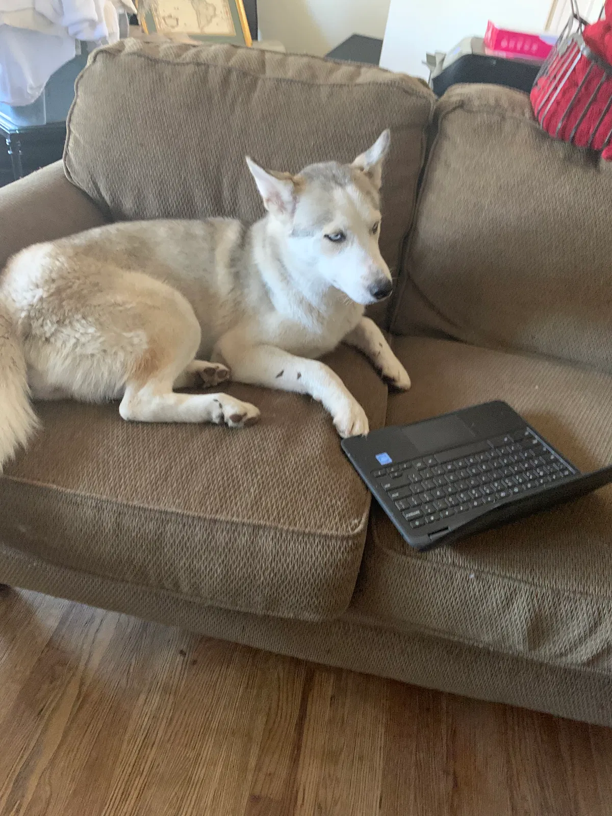 Lost dog in Bakersfield, CA, 93309