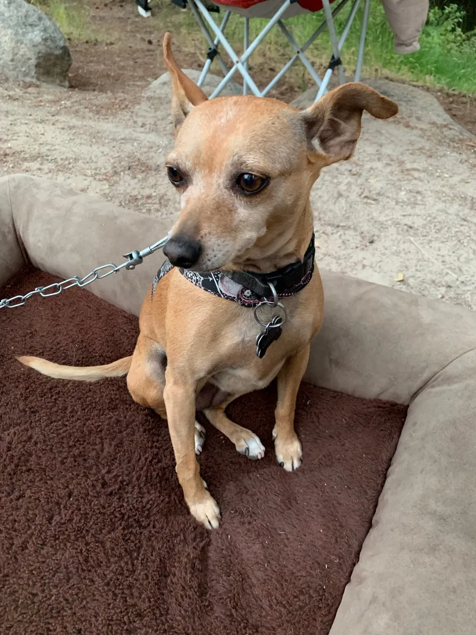 Lost dog in Upland, CA, 91784