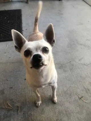 Lost dog in Fontana, CA, 92337