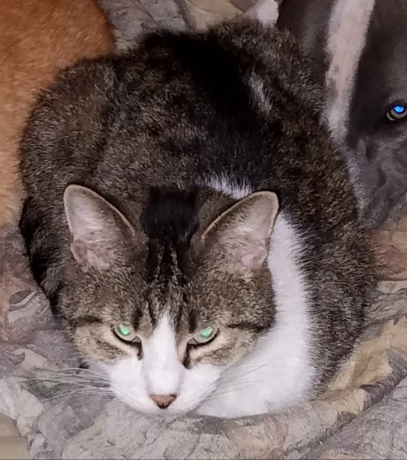 Lost cat in Crystal River, FL, 34429