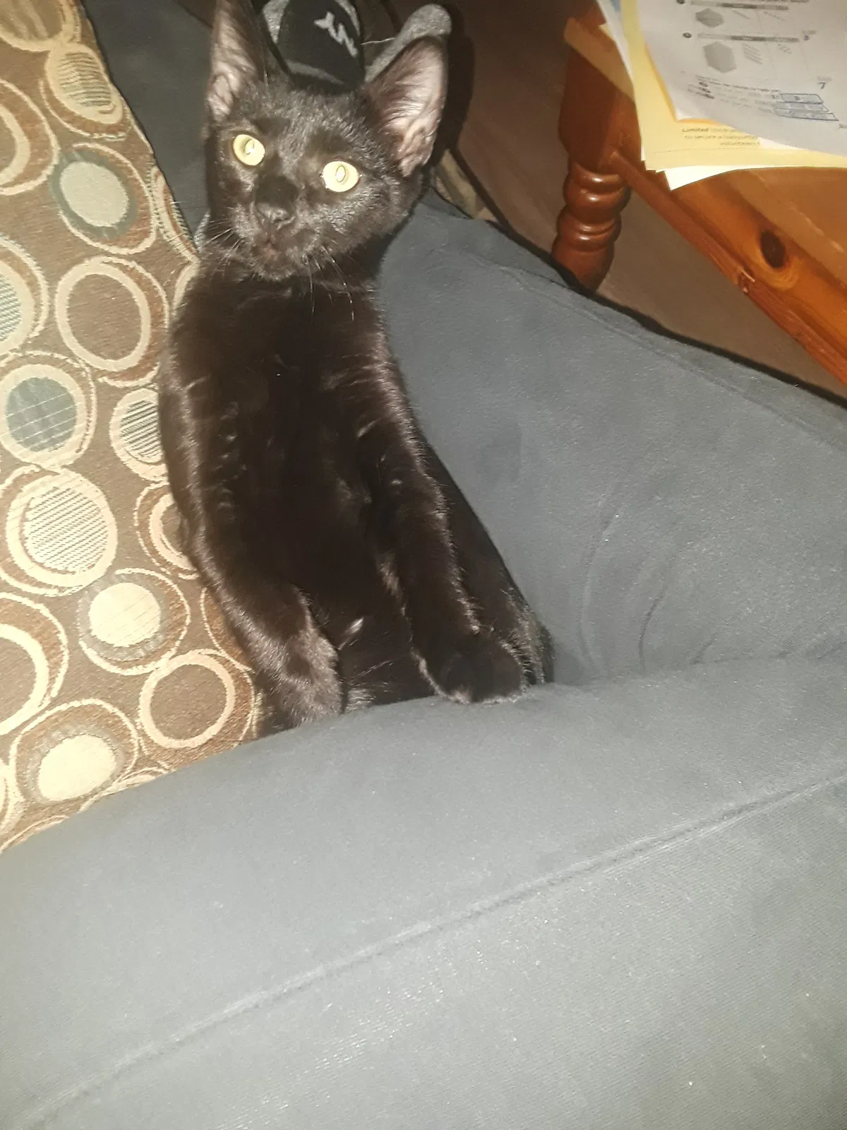 Lost cat in Pottstown, PA, 19464