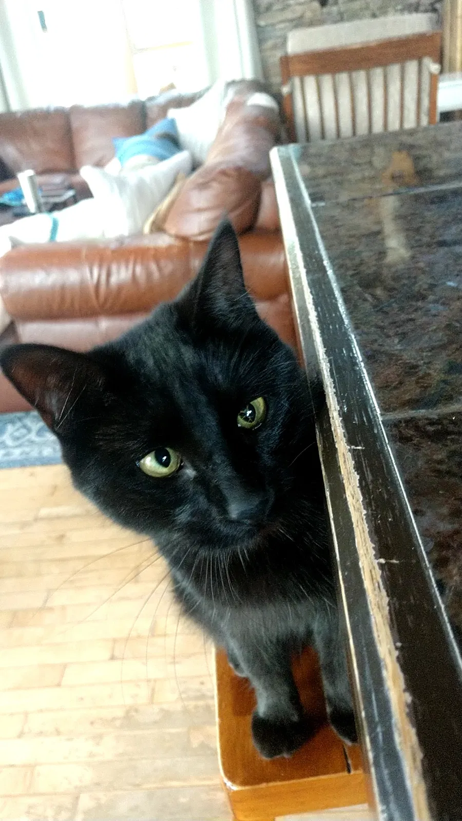 Lost cat in Minooka, IL, 60447