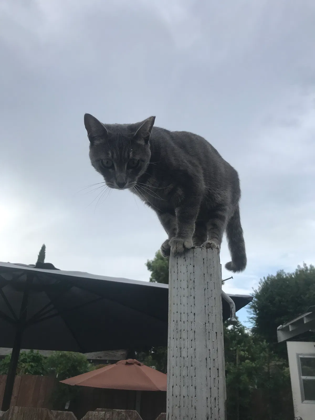 Found cat in Santa Ana, CA, 92701