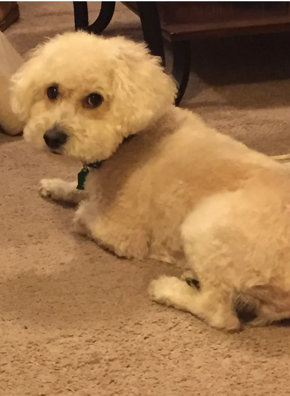 Lost dog in Buffalo, NY, 14215