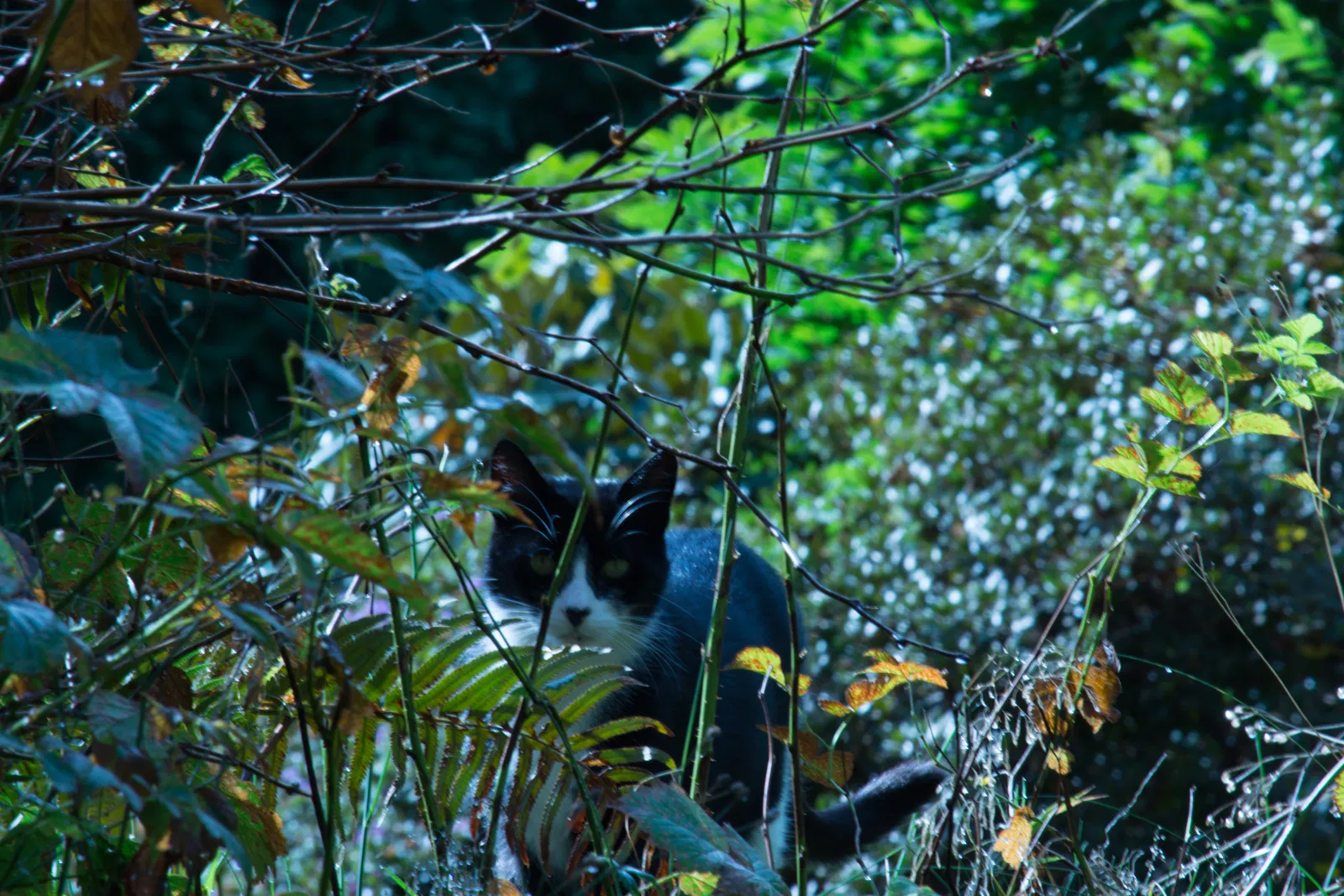 Lost cat in Snohomish, WA, 98290