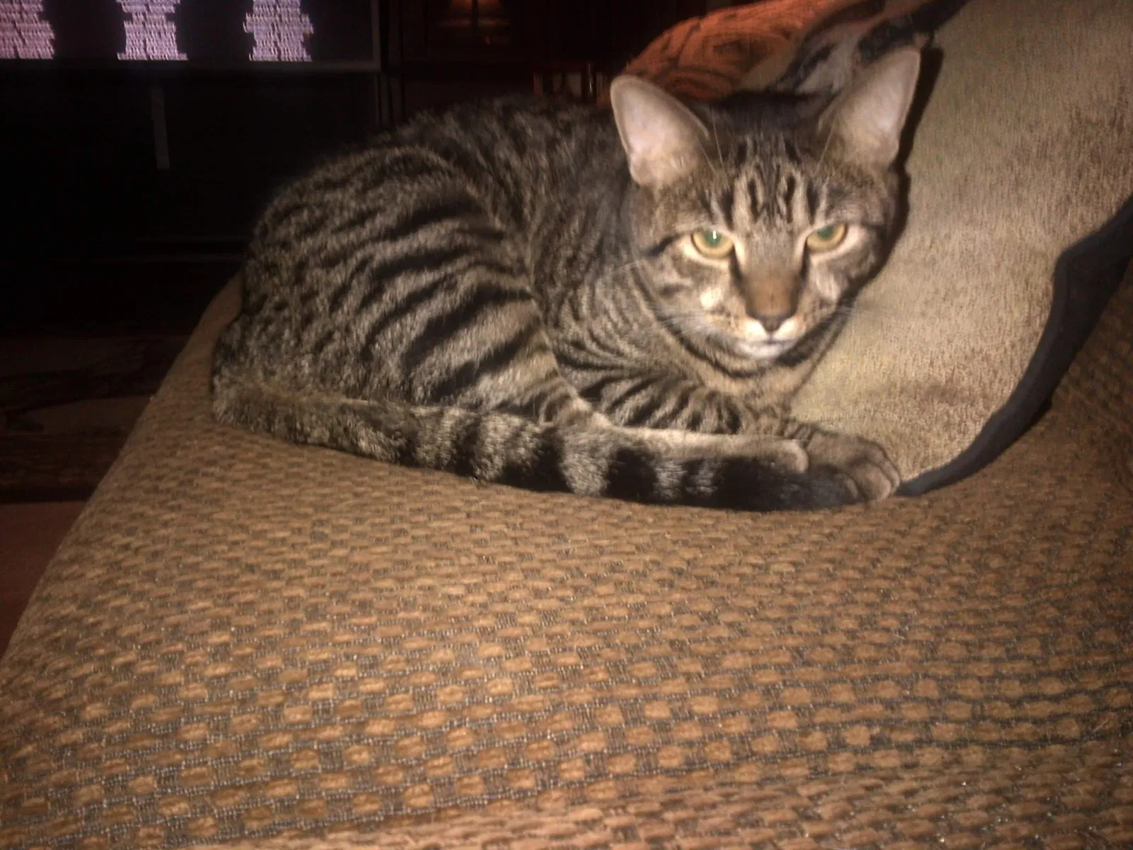 Lost cat in Virginia Beach, VA, 23457
