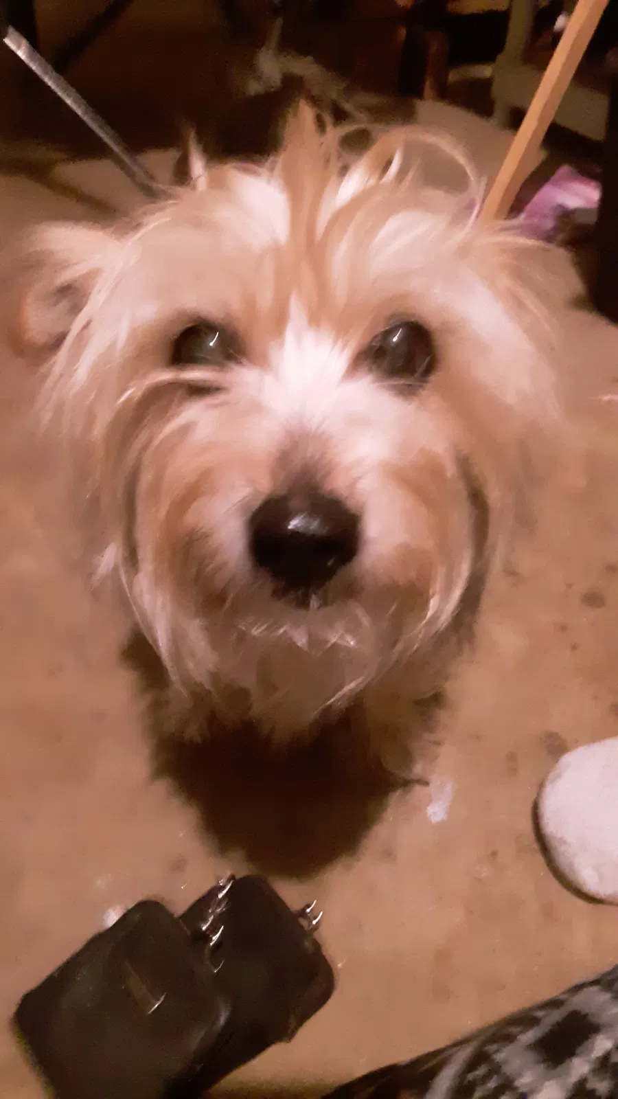 Lost dog in Acworth, GA, 30102