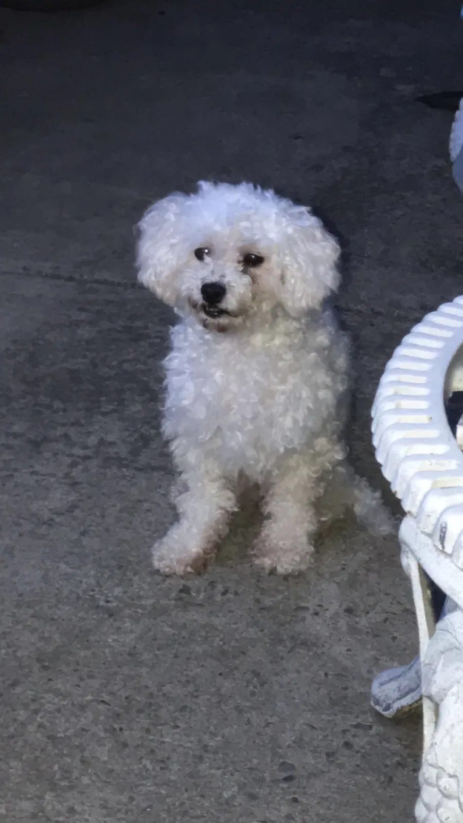 Lost dog in Sacramento, CA, 95823