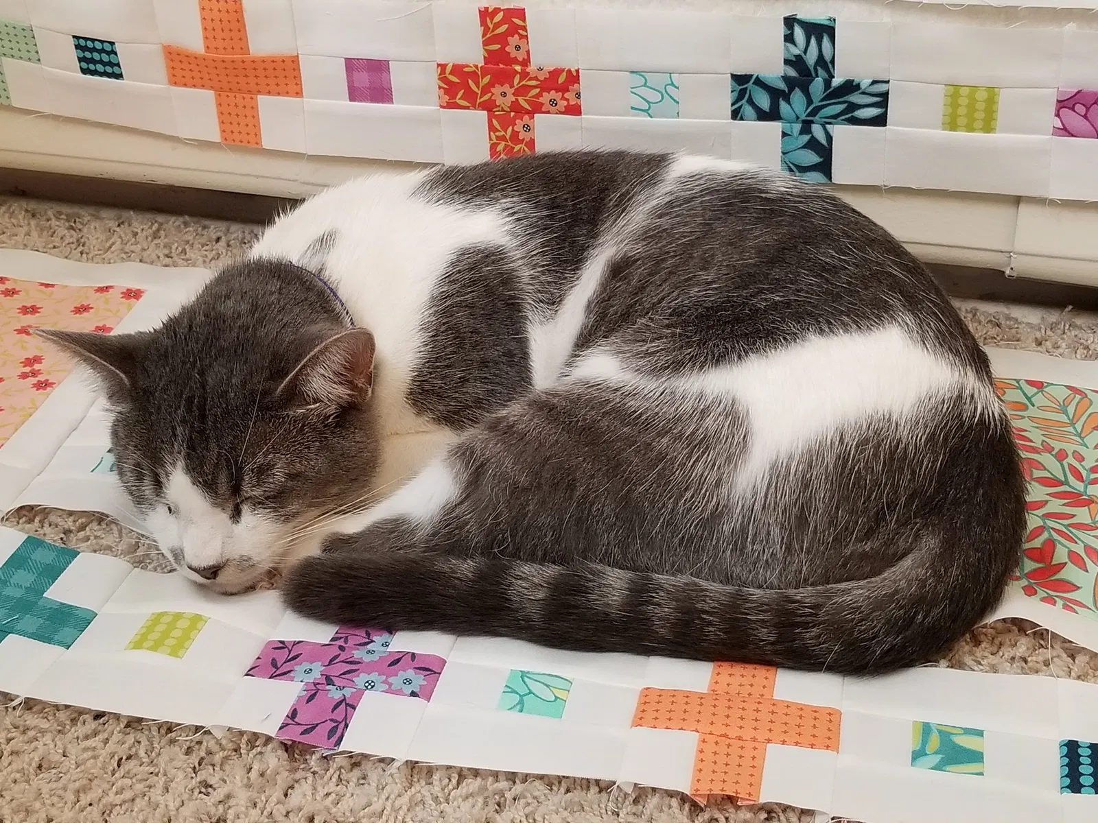 Lost cat in Lake Stevens, WA, 98258