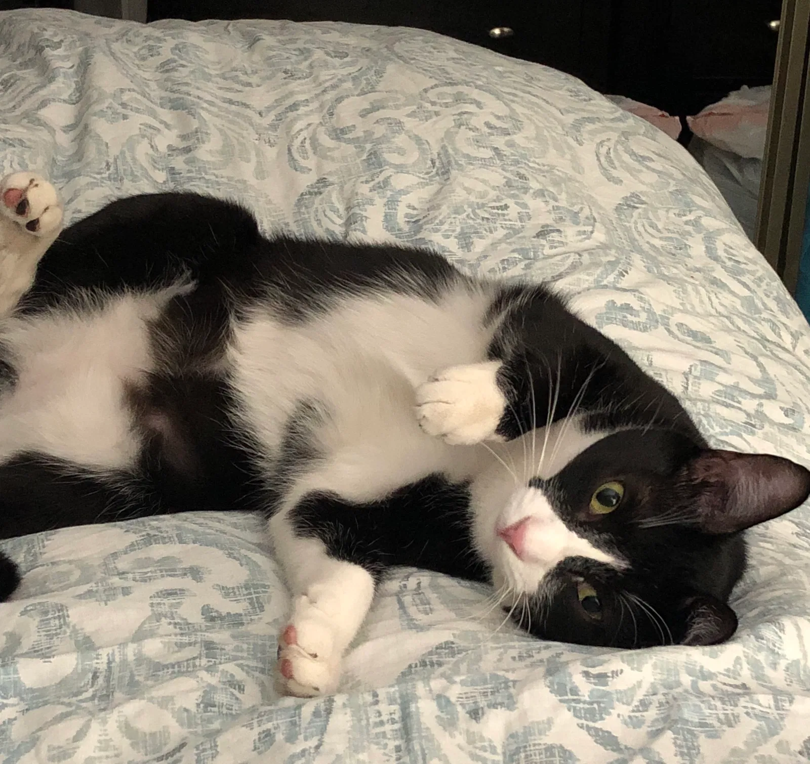 Lost cat in Tustin, CA, 92780