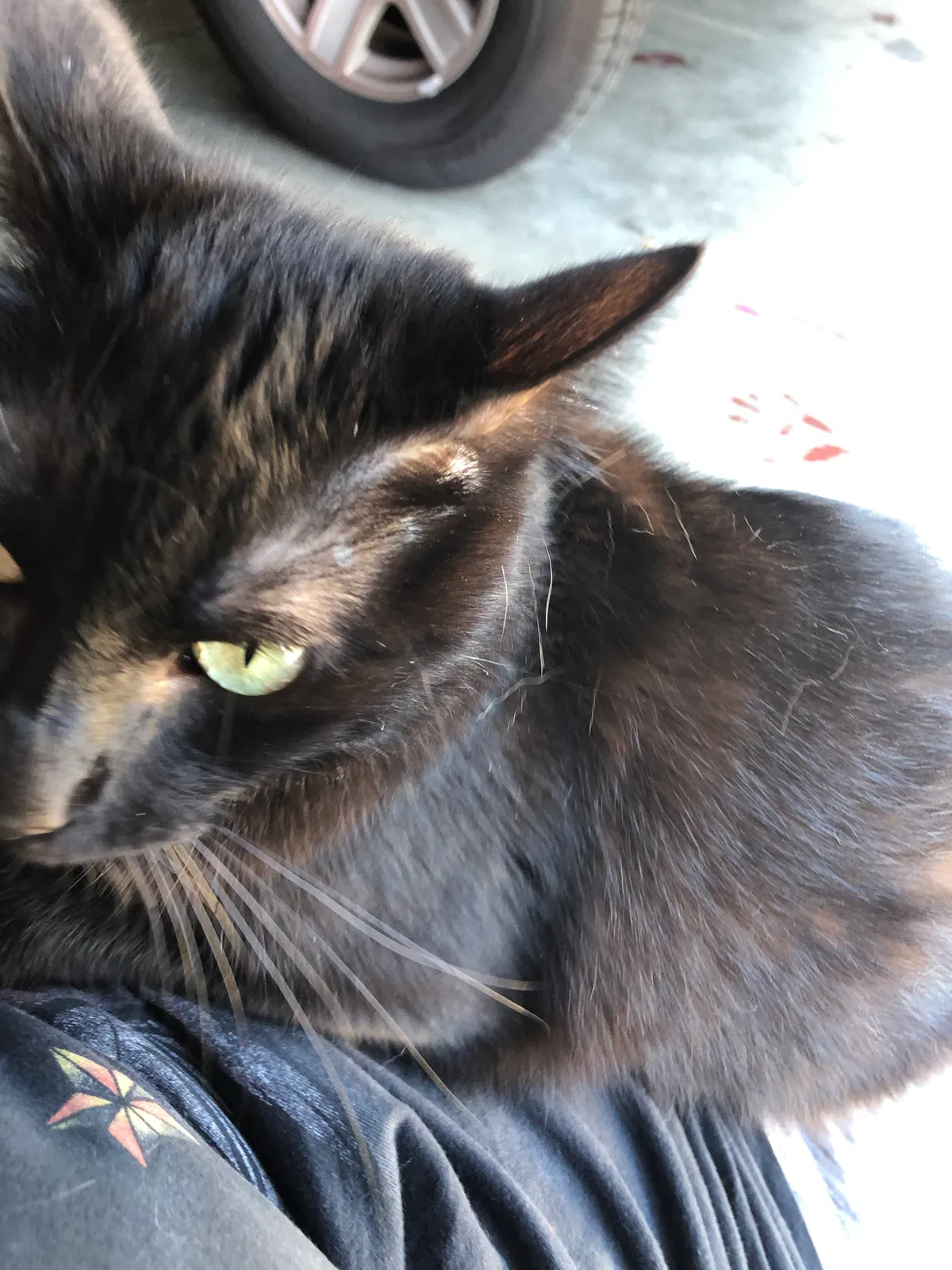 Lost cat in Sacramento, CA, 95823