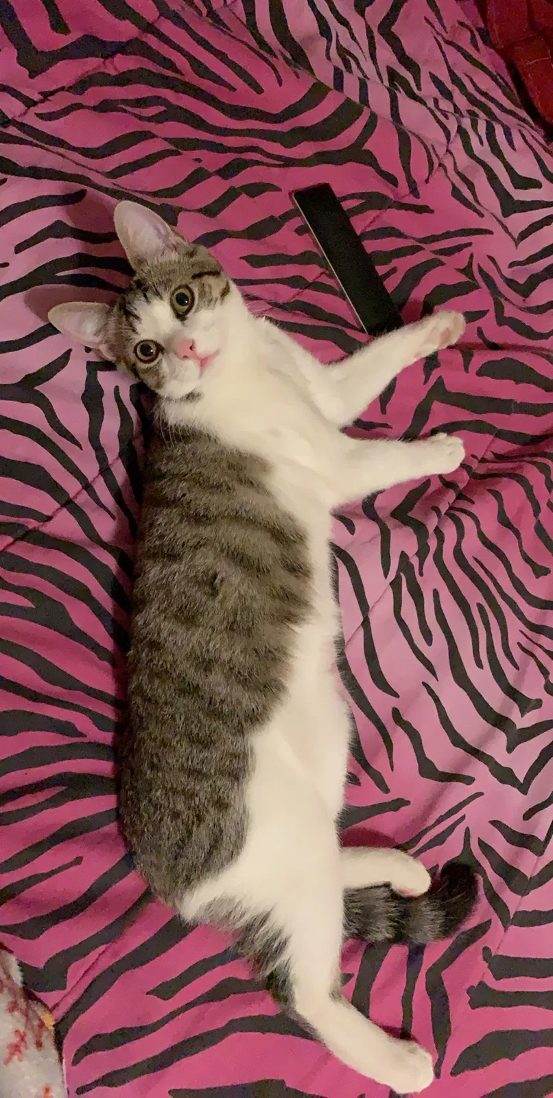 Lost cat in Dorchester, MA, 2121