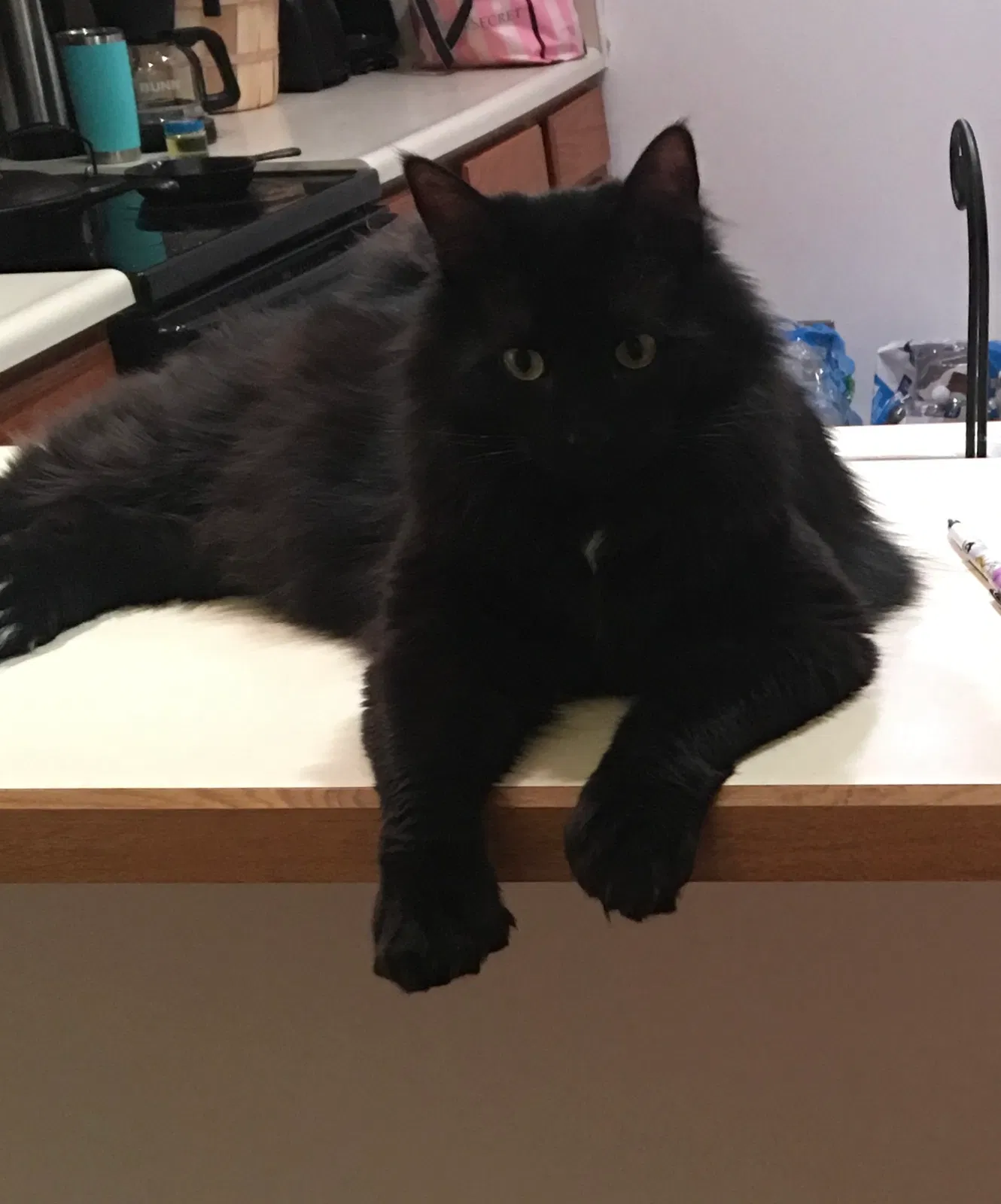 Lost cat in Toronto, OH, 43964