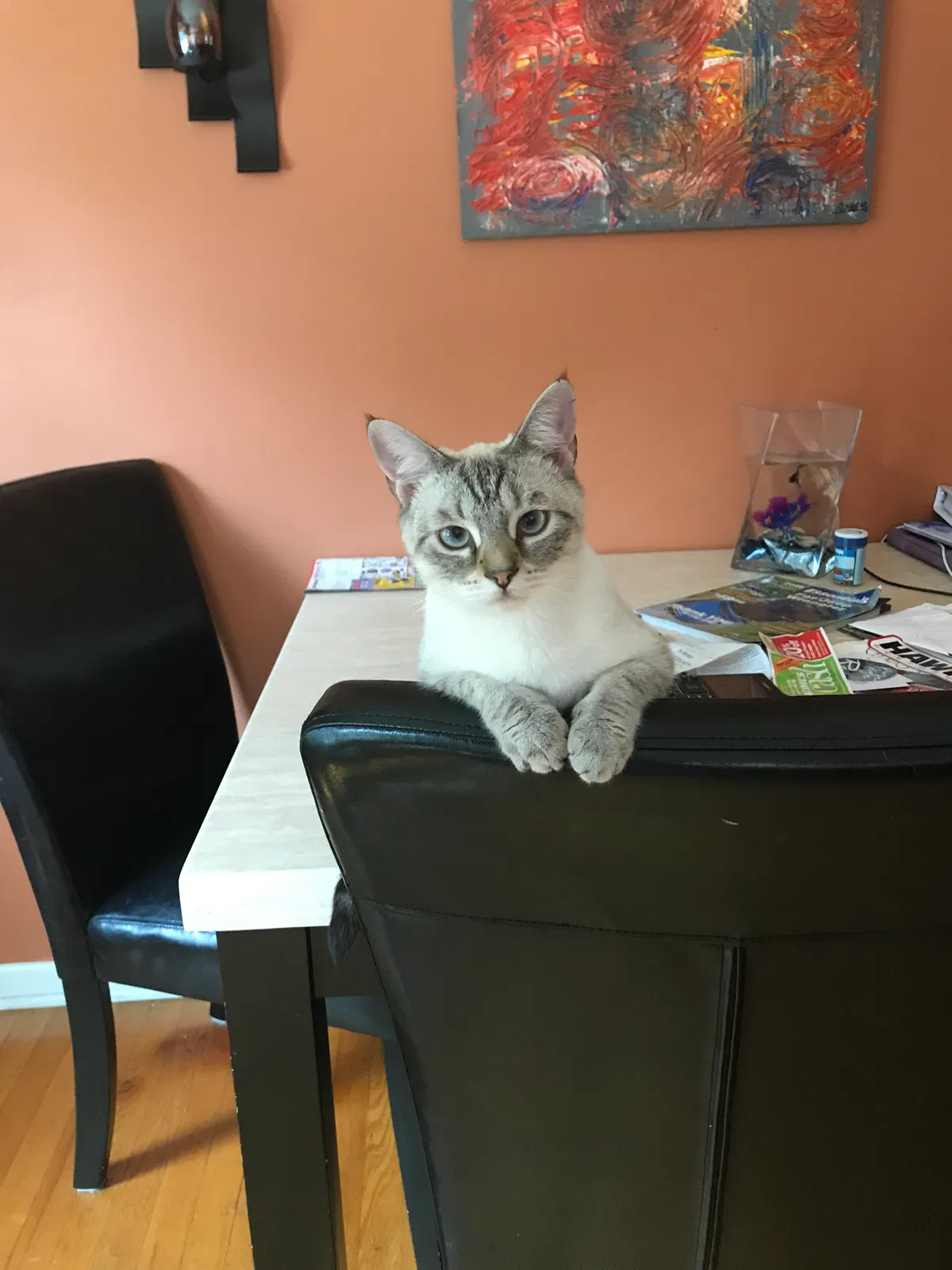 Lost cat in Allentown, PA, 18103