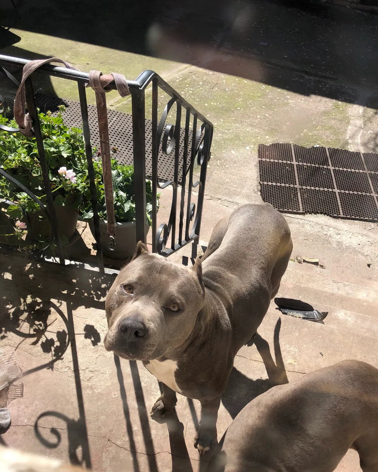 Lost dog in San Leandro, CA, 94577