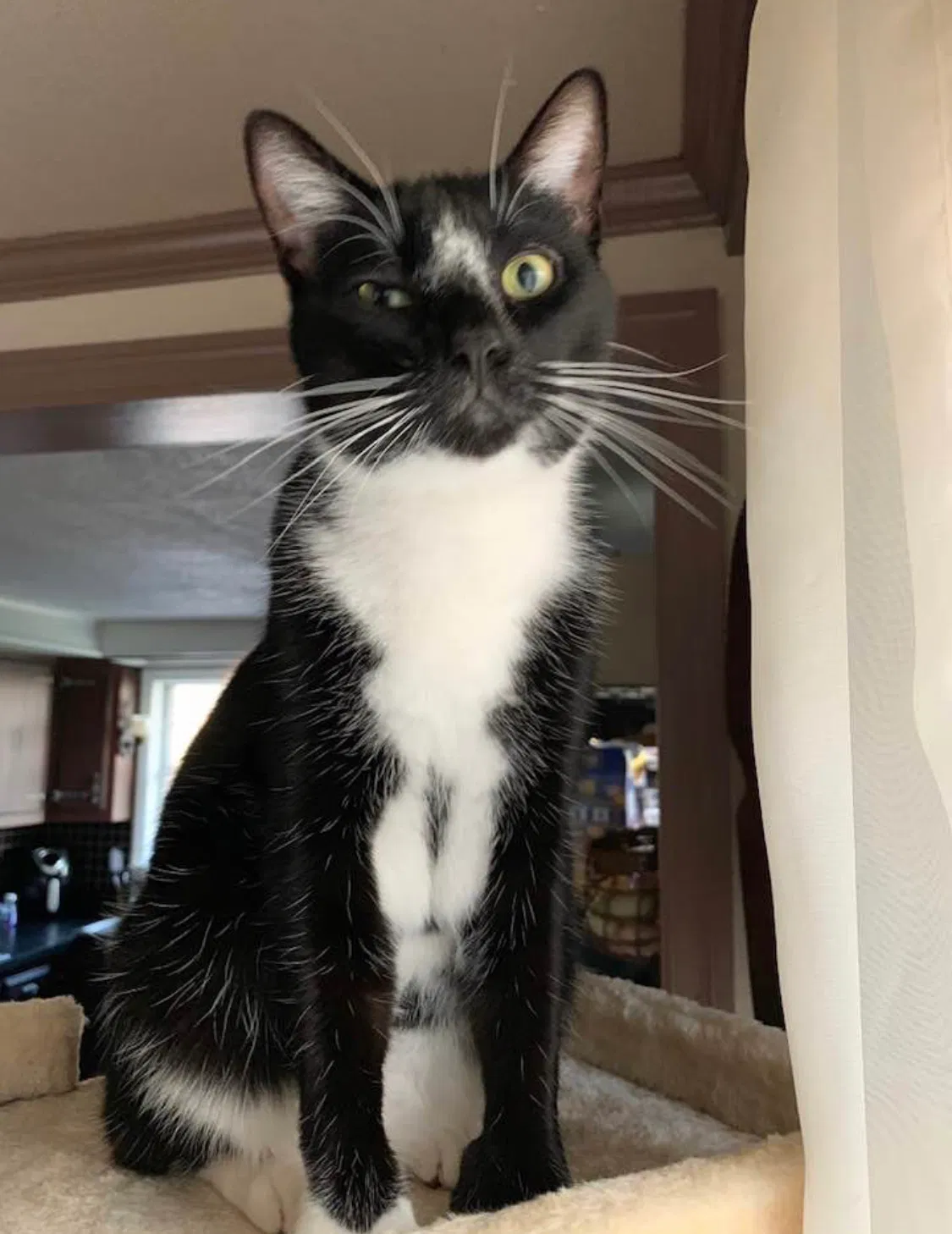 Lost cat in Berwick, PA, 18603