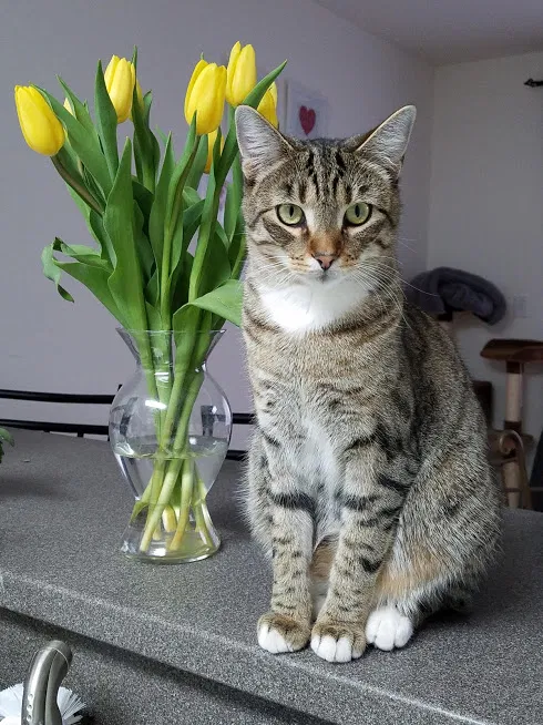 Lost cat in Buffalo Grove, IL, 60089