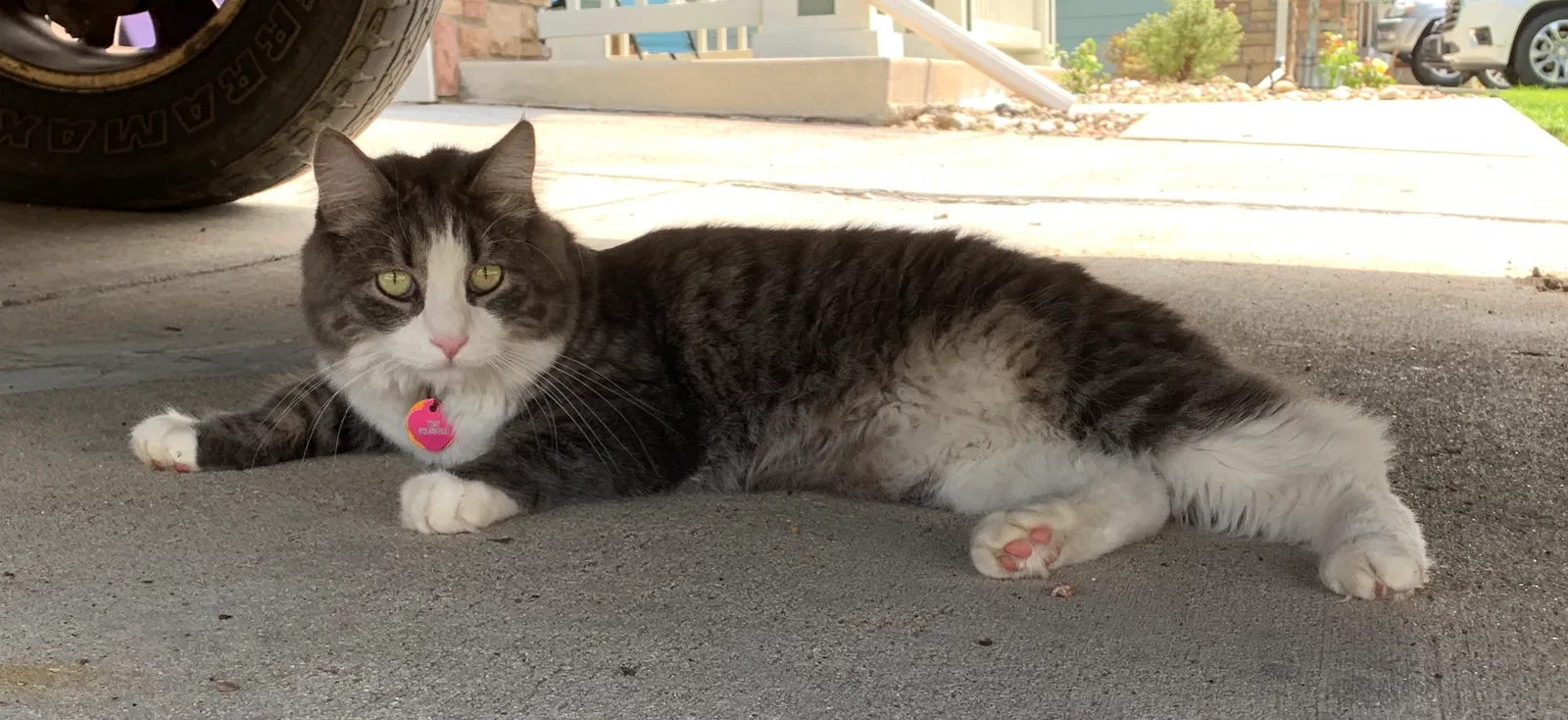 Lost cat in Fort Collins, CO, 80528