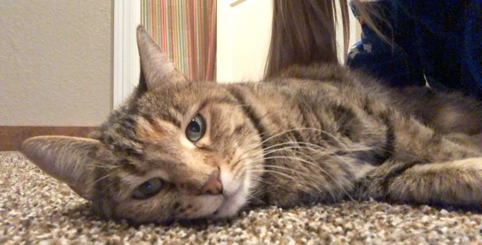Lost cat in Castle Rock, CO, 80109