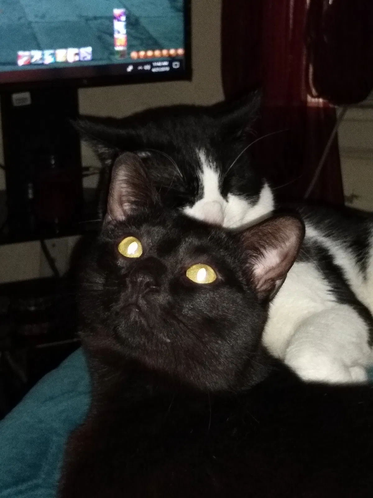Lost cat in Tulsa, OK, 74127