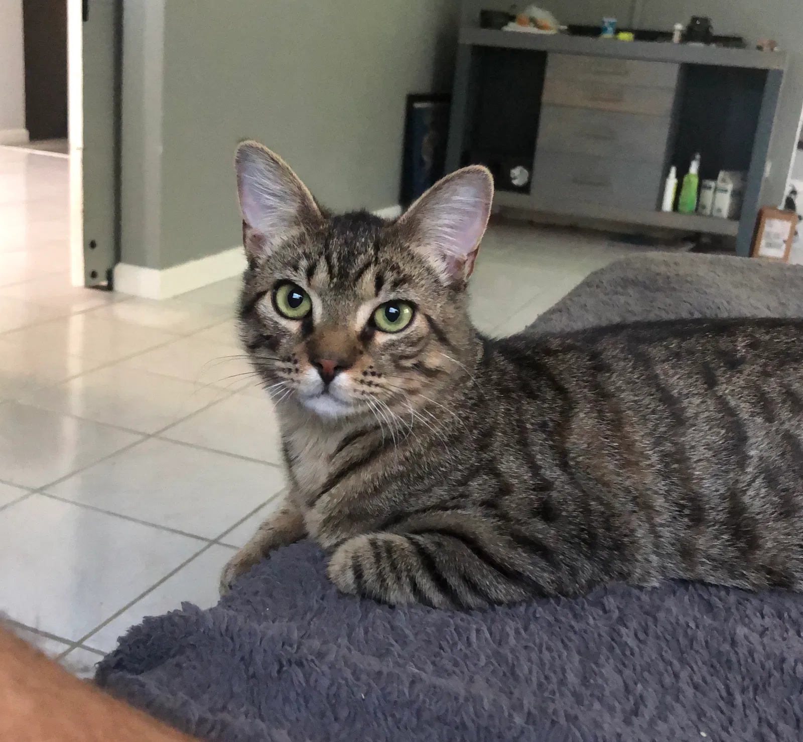 Lost cat in Orlando, FL, 32805