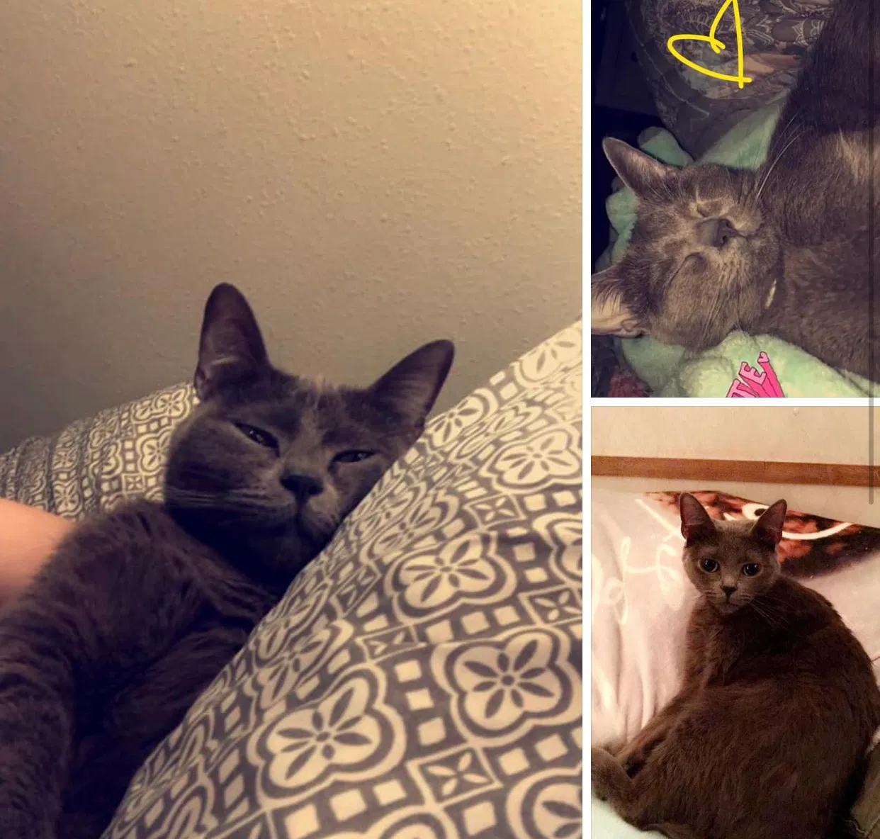 Lost cat in Tickfaw, LA, 70466