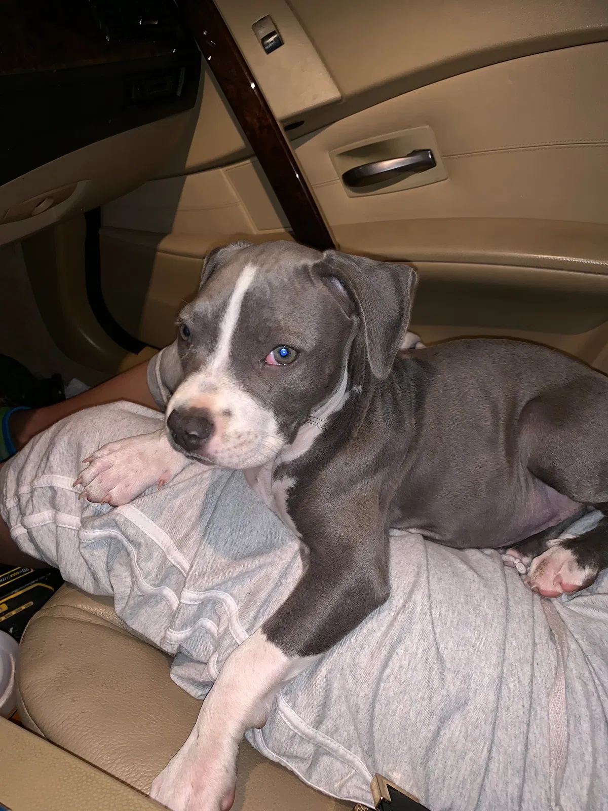 Lost dog in Nashville, TN, 37211