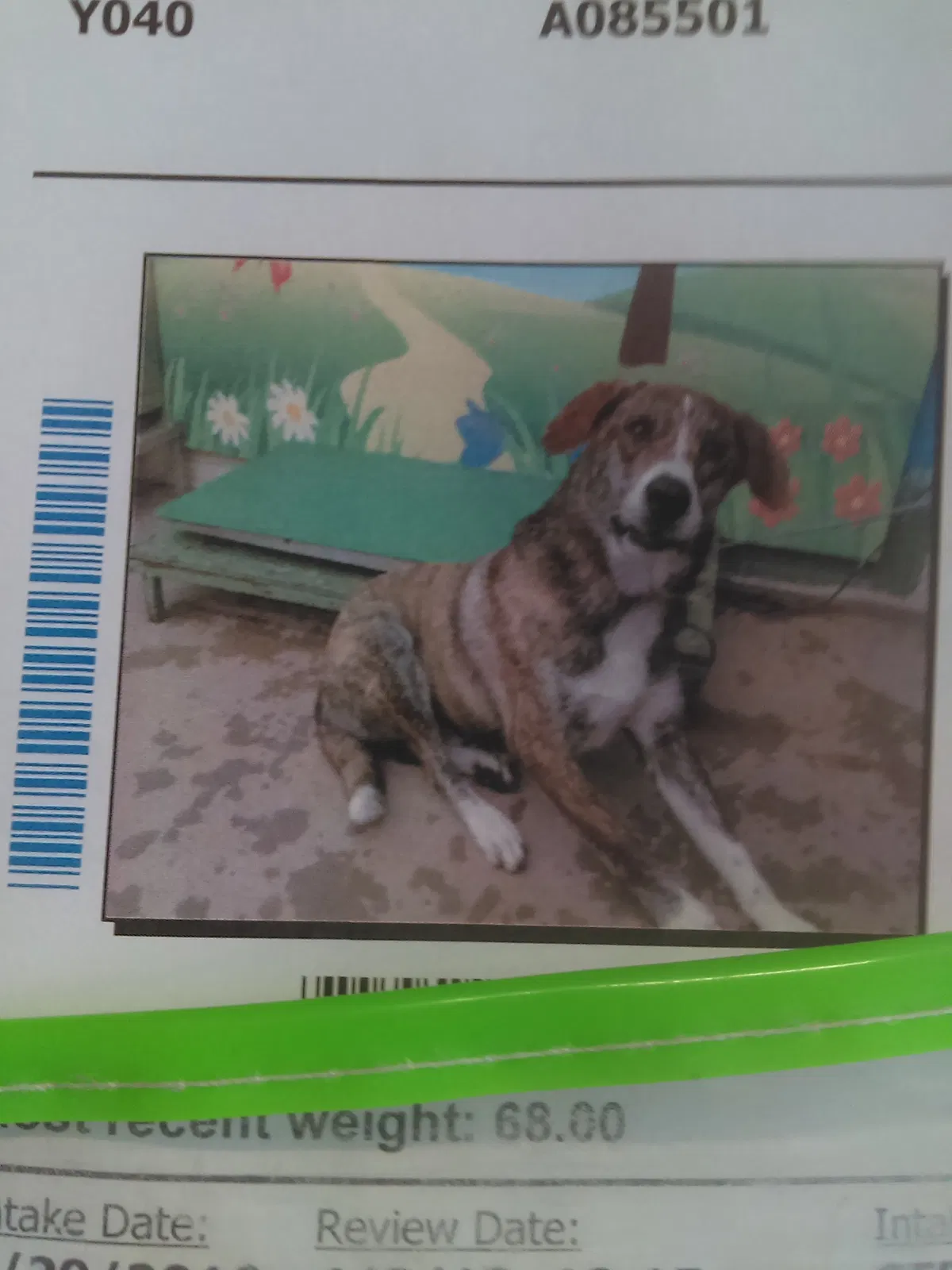 Lost dog in Unknown, KY, 40901